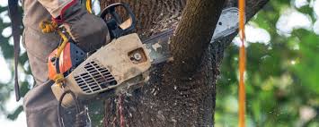 Twin Lakes, CA  Tree Services Company